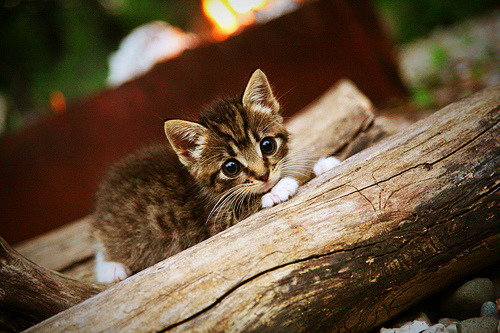 运动员康复技术研发，运动员康复师是什么专业